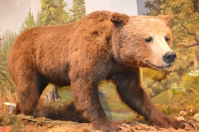Μια αρκούδα το νέο έκθεμα στη συλλογή του Μουσείου Μετεώρων