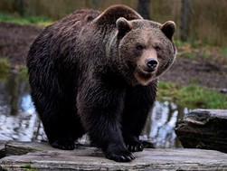 Διεύθυνση Δασών Π.Ε. Τρικάλων: Οδηγίες για την περίπτωση συνάντησης με αρκούδα 