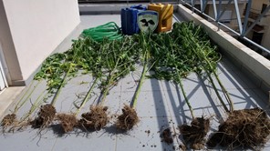 Χειροπέδες σε 39χρονο - Καλλιεργούσε δενδρύλλια κάνναβης σε δασική περιοχή