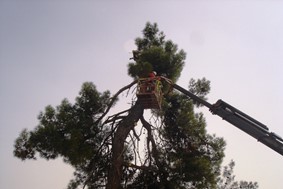 Kλαδεύτηκαν επικίνδυνα δέντρα στον Δήμο Τρικκαίων 