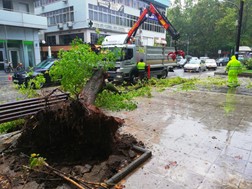 Απομακρύνθηκε το πεσμένο δέντρο από την κεντρική πλατεία 
