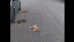 Τρίκαλα: Πολλές γάτες νεκρές από φόλες στην οδό Πλουτάρχου (Bίντεο)