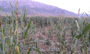 Αγριογούρουνα αφανίζουν καλλιέργειες σε Ζάρκο, Πηνειάδα