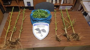 Kαλλιεργούσε κάνναβη σε αγρόκτημα - Χειροπέδες σε 40χρονο Τρικαλινό