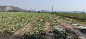 Φαρκαδόνα: Ζημιές σε 10.000 στρέμματα καλλιεργειών από την έντονη χαλαζόπτωση