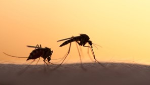 Oδηγίες για μέτρα πρόληψης και προστασίας από τα κουνούπια 