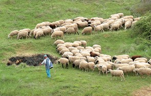  Απλήρωτοι κτηνοτρόφοι για την εξισωτική 