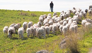 Ανησυχούν οι κτηνοτρόφοι για τα νέα μέτρα 