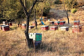 Πληρωμές σε μελισσοκόμους των Τρικάλων 