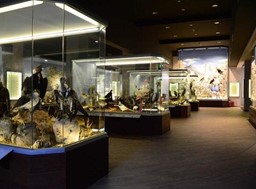 Πρόσληψη ατόμου στο Μουσείο Φυσικής Ιστορίας Μετεώρων