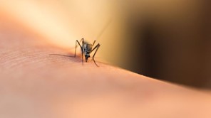 Κουνούπια με ιό Δυτικού Νείλου και στα Τρίκαλα