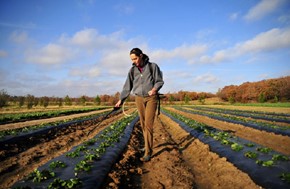  57,8 εκατ. ευρώ στην Περιφέρεια Θεσσαλίας για  "Νέους Γεωργούς"