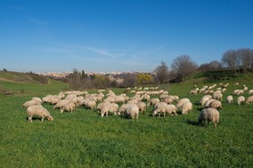 Αποζημιώσεις ύψους 1.107.748 ευρώ σε κτηνοτρόφους της Θεσσαλίας