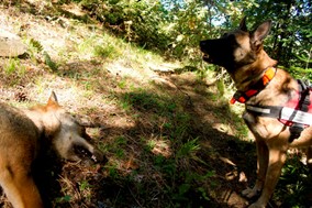 Δηλητηριάστηκαν έξι ποιμενικοί σκύλοι στο Κακοπλεύρι 