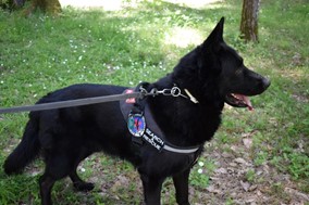 Ραμόν: Ο Τρικαλινός σκύλος που εντόπισε την αγνοούμενη Αναστάζια στην Κω