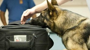 Αστυνομικός σκύλος ξετρύπωσε μισό κιλό κάνναβης - Χειροπέδες σε 42χρονο 