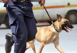O αστυνομικός σκύλος ξετρύπωσε τα ναρκωτικά σε σπίτι τρικαλινού