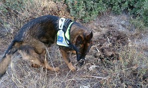 Θανάτωσαν τσοπανόσκυλα και αλεπούδες στη Νέα Ζωή Καλαμπάκας