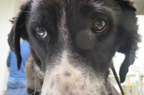  Πέθανε ο σκύλος που βασανίστηκε οικτρά στο Λογγάκι 