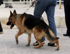 O αστυνομικός σκύλος μύρισε το χασίς-Συνελήφθη 54χρονος στα Τρίκαλα