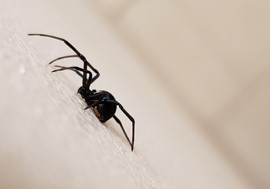 Ενημέρωση από την Π.Ε. Τρικάλων για την αράχνη «μαύρη χήρα»
