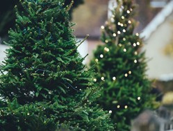 Χριστουγεννιάτικα δέντρα: 5.000 έλατα θα κόψει φέτος το Δασαρχείο Τρικάλων 