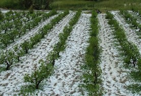 Ζημιές σε αγροτικές καλλιέργειες από ισχυρή χαλαζόπτωση