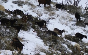 Αποζημιώσεις για τις καταστροφές του χιονιά ζητούν οι Θεσσαλοί κτηνοτρόφοι 