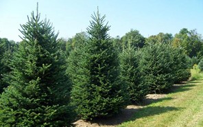 Προμήθεια χριστουγεννιάτικων δέντρων από τον Δήμο Πύλης 