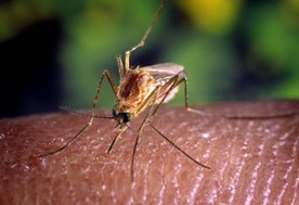 Ήρθαν τα κουνούπια - Οδηγίες για την προστασία από την Περιφέρεια Θεσσαλίας 