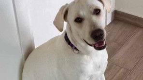 Χάθηκε το σκυλί της φωτογραφίας στο δρόμο Τρικάλων - Καλαμπάκας 