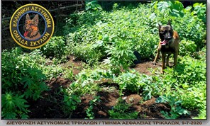 Ο αστυνομικός σκύλος ξετρύπωσε τη χασισοφυτεία στην Πιαλεία (φωτο)