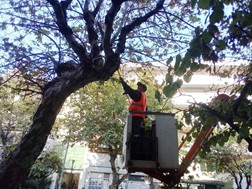 Τρίκαλα: Κλειστή την Πέμπτη η οδός Ασκληπιού λόγω κλαδέματος δέντρων