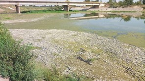 Οικολογική καταστροφή στον Πηνειό στην γέφυρα των Μεγάλων Καλυβίων 