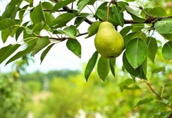 Η κλιματική αλλαγή ξαναγράφει τον αγροτικό χάρτη της Θεσσαλίας Η κλιματική αλλαγή ξαναγράφει τον αγροτικό χάρτη της Θεσσαλίας