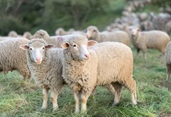 Η ευλογιά αφάνισε το 6% των αιγοπροβάτων στη χώρα Η ευλογιά αφάνισε το 6% των αιγοπροβάτων στη χώρα