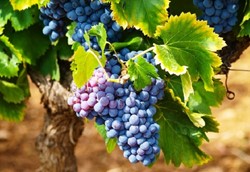 Στον Τύρναβο 13 οινοποιεία γιορτάζουν τη Λημνιώνα και το Μοσχάτο Στον Τύρναβο 13 οινοποιεία γιορτάζουν τη Λημνιώνα και το Μοσχάτο