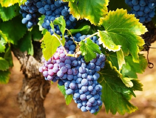 Στον Τύρναβο 13 οινοποιεία γιορτάζουν τη Λημνιώνα και το Μοσχάτο Στον Τύρναβο 13 οινοποιεία γιορτάζουν τη Λημνιώνα και το Μοσχάτο