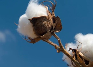 Δεν βιάζονται να πουλήσουν οι θεσσαλοί παραγωγοί Δεν βιάζονται να πουλήσουν οι θεσσαλοί παραγωγοί