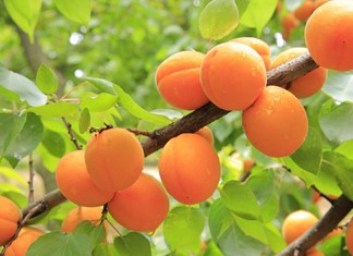 Ανάρπαστο το βερύκοκο σε Μακρυχώρι, Τύρναβο Ανάρπαστο το βερύκοκο σε Μακρυχώρι, Τύρναβο