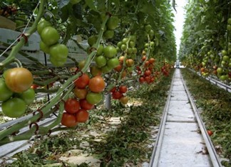 Κήποι Καρδίτσας: Θερμοκήπιο με φυσικό αέριο Κήποι Καρδίτσας: Θερμοκήπιο με φυσικό αέριο