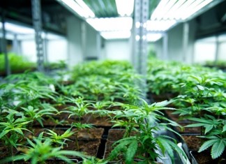 Κάνναβη: 21 άδειες στη Θεσσαλία - στην Κόρινθο η πρώτη μονάδα Κάνναβη: 21 άδειες στη Θεσσαλία - στην Κόρινθο η πρώτη μονάδα