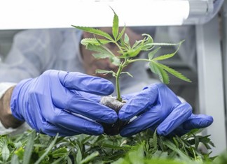 Φαρμακευτική Κάνναβη: Τρεις οι άδειες στη Θεσσαλία Φαρμακευτική Κάνναβη: Τρεις οι άδειες στη Θεσσαλία