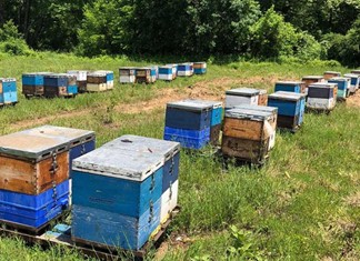 Μελισσοκομία: Ξεπέρασαν τα 100 εκ. οι κυψέλες