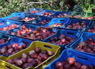 Αυξήθηκαν 20% οι πωλήσεις των μήλων Ζαγοράς