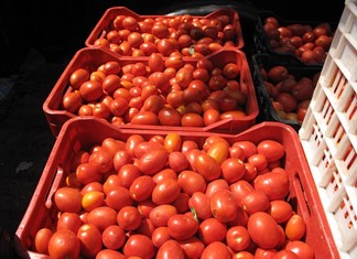 Ανοίγουν τα εργοστάσια ντομάτας στη Θεσσαλία