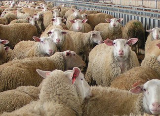 Άνοιγμα στην προβατοτροφία από την “Κοτόπουλα Θεσσαλίας” Άνοιγμα στην προβατοτροφία από την “Κοτόπουλα Θεσσαλίας”