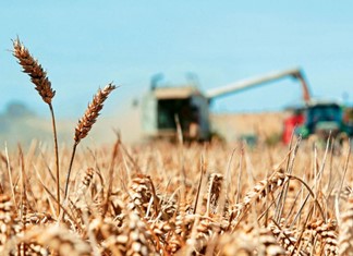 Aπάτη με σιτηρά και ΦΠΑ από 13 επιχειρήσεις Aπάτη με σιτηρά και ΦΠΑ από 13 επιχειρήσεις
