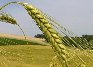 H αγροτική παραγωγή απασχολεί το 10,6% του ενεργού πληθυσμού H αγροτική παραγωγή απασχολεί το 10,6% του ενεργού πληθυσμού