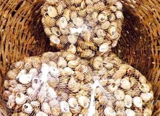 Με αφανισμό απειλείται η ελληνική αγορά σαλιγκαριών Με αφανισμό απειλείται η ελληνική αγορά σαλιγκαριών